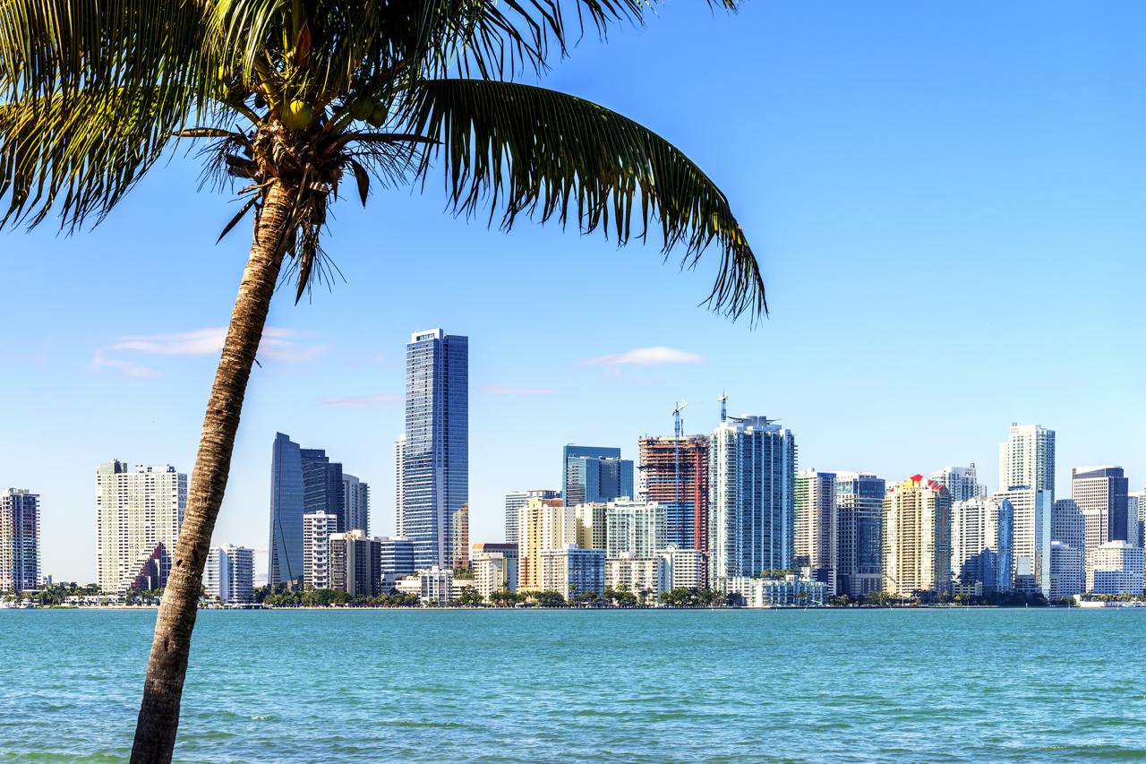 Miami skyline across Biscayne Bay framed by a leaning palm tree under a clear blue sky