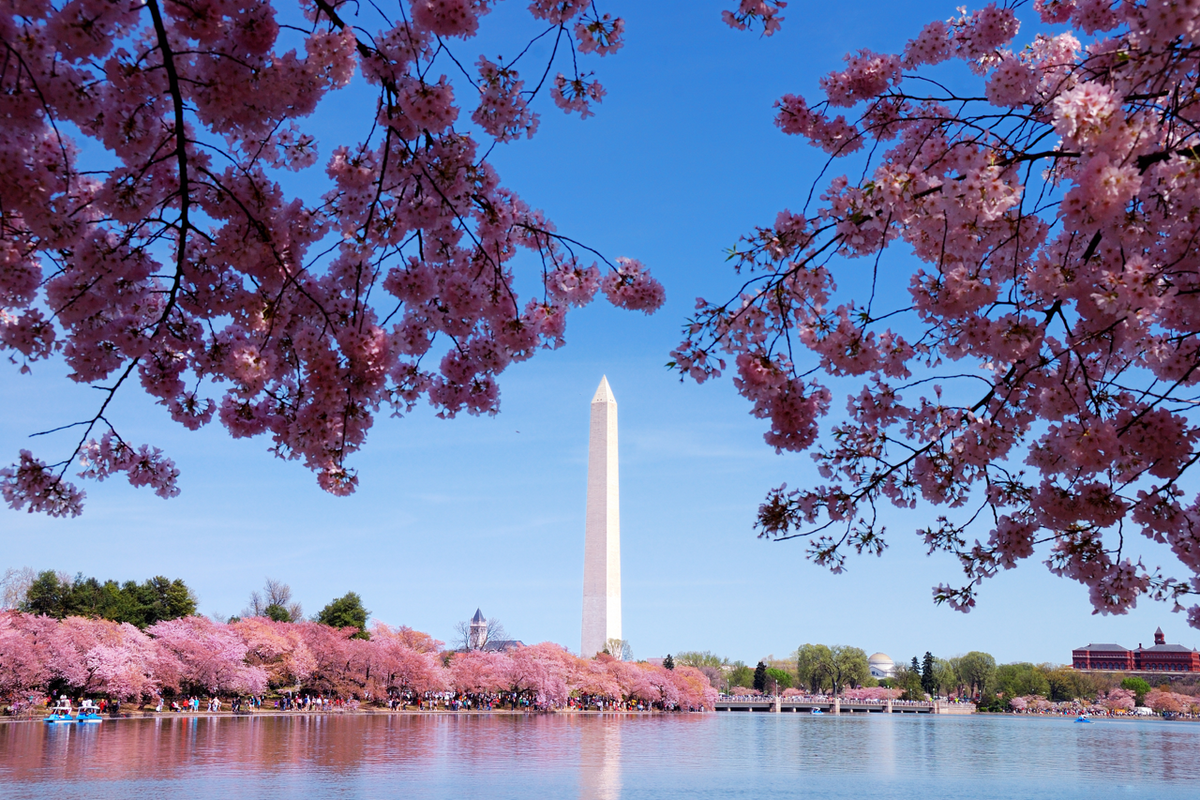 Cherry blossom branches framing the Washington Monument across the Tidal Basin on a clear spring day